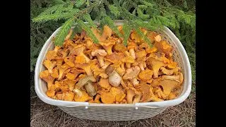 Поиски грибов в засуху. Грибы есть всегда!!!