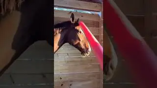 Why You Should Tap Your Horse With A Pool Noodle 