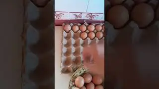 Домашнюю птицу держать не только интересно, но полезно и выгодно!