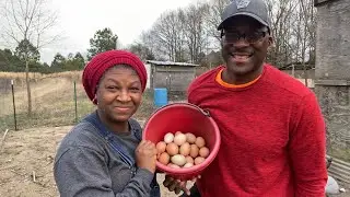 Our Chickens Are Laying Again! What Did We Do?