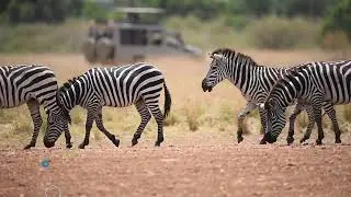 Zebras / Maasai Mara / Photography Safaris / Olakira Mara Homes / Versatile Photographers