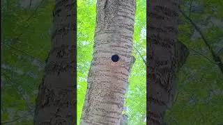Nature sound🌲 숲에서 들리는 소리 #힐링 #자연 #asmr #숲속asmr #불면증