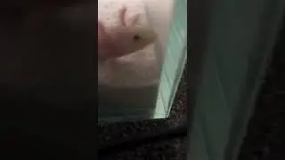 My axolotl baby watch till end amazing ending your get a surprise! 😄😄