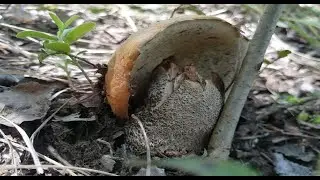 Привет колосовички !