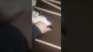 зверь