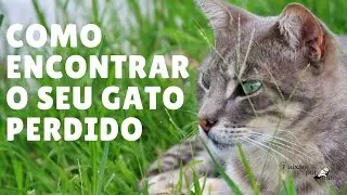 Como Encontrar o Seu Gato Perdido