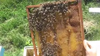 Объединение пчелиных семей.  Часть вторая