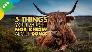5 Things You Might Not Know About Cows