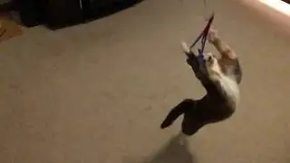 Pixel the cat fails