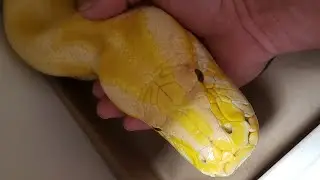 Big poop