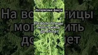 Колибри за один день может #психология #факты