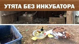 Утята без инкубатора  Индоутки Обзор