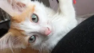 Приютили брошеного котенка! Назвали Василием! Бимошка не против.