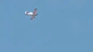 PZL Dromader CC-PZJ and CC-PZT flyover from my house!