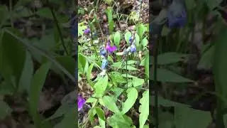 Лесная хохлатка