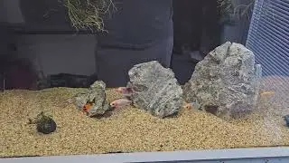 10 New Fish in quarantine