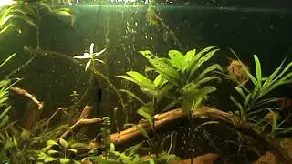 Action of the ALTAI 50 lure
