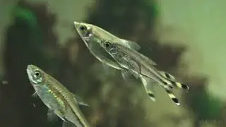 Glasbärbling, Rasbora trilineata