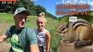 These Chipmunks are Killin' Us! Eating our Little Oak Trees | Dream Farm w/ Bill Winke