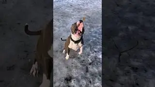 Амстафф Локи 3 года | Замедлялыч | Стаффорд | Amstaff Loki