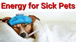 Reiki for Sick Pets/Animals 💮