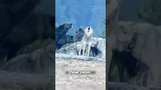 Суровая СПРАВЕДЛИВОСТЬ настигла волков 😠🔥⛰️