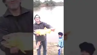 pesca de Dorados