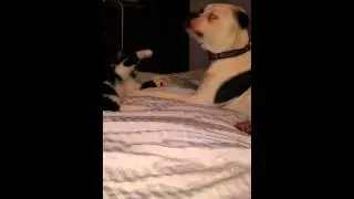 Rousey, our American Bully takes a beating from the cat