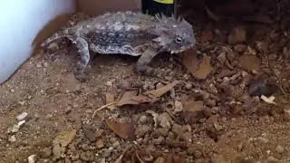 ¿Como cuidar un lagarto cornudo? Guia basica de cuidados del lagarto cornudo - PHRYNOSOMA