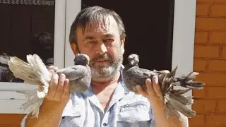 Линька не повод не гонять! Узбекские двухчубые голуби 30.08.2024г