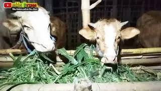 TUTORIAL NGASIH MAKAN SAPI