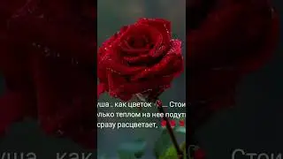 душа как цветок 🥀.......