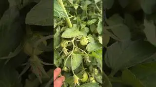#помидор