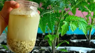 I WAS SHOCKED! In 18 hours, my tomatoes and peppers had stems thicker than a finger! I'm watering...