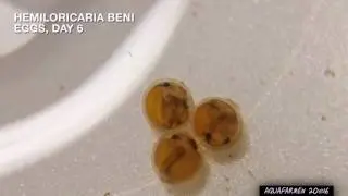 Hemiloricaria beni eggs