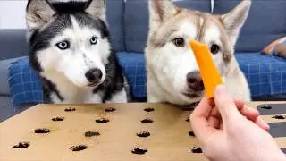The Smartest Husky! How to Develop a Dog's Intelligence
