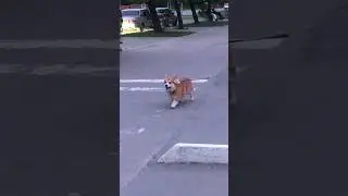 Вася и корги