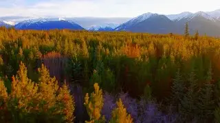 Feedback Loops: Climate Change - Part 2: Forests
