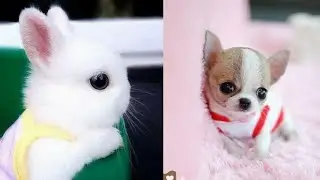 Aww 🤩🥰🥰 Most Funniest Video Ever | Funny Animals viral video on Internet | Best Tiktok Viral Videos