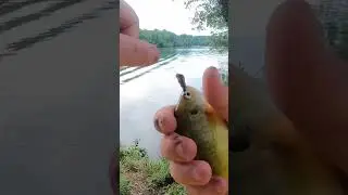 Ultralight fishing with worms