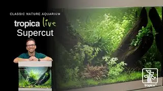 Tropica Live supercut | Classic Nature Aquarium