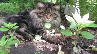Кот Мейн-Кун на прогулке