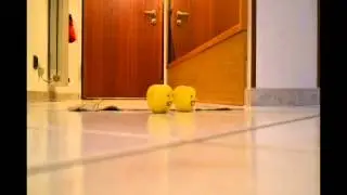 Crazy Apples ft. Lil' Tomatoes ||| Official Expo 2015 Tribute