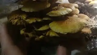 Обзор..Чешуйчатки...