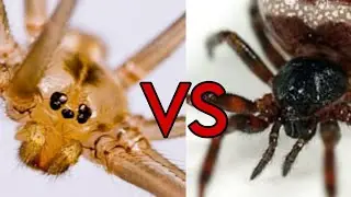 Фолькус Фаланговидный (Pholcus phalangioides) VS треугольной стеотоды (Steatoda triangulosa)
