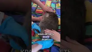 Как сделать внутримышечный укол кошке в домашних условиях?