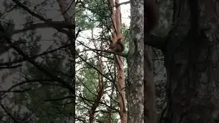 Белочки в парке