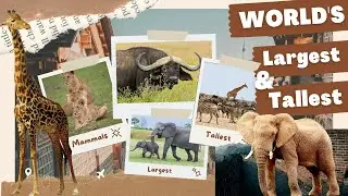 Worlds's Largest vs Tallest Mammals