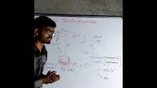 Cyclic Photophosphorylation 