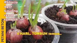 TIPS MENANAM BAWANG MERAH AGAR CEPAT TUMBUH
